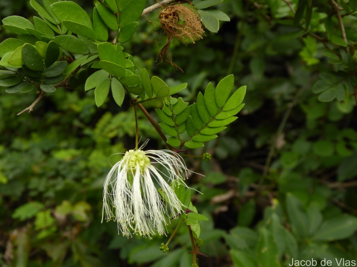 Thailentadopsis nitida (Vahl) G.P.Lewis & Schrire